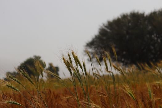golden ripe ears of organic wheat crops standing in the Indian agriculture field ,INDIA Rajasthan