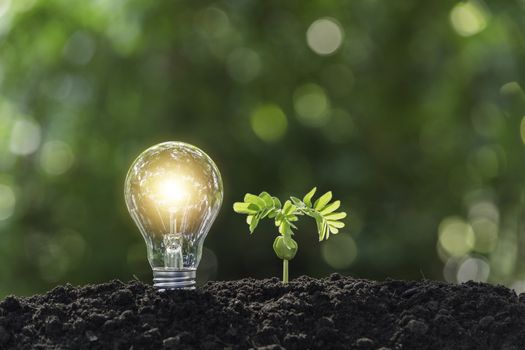 Light bulbs with glowing one. technology and energy concept with light bulbs.