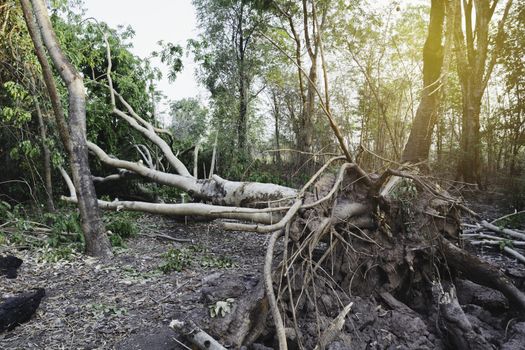 Fallen tree in a forest. A fallen and dead tree in the middle of the forest.