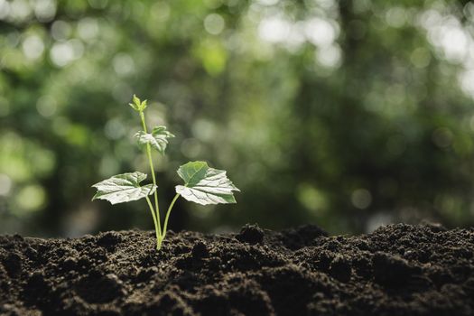 Seedling and plant growing in soil and copy space for insert text