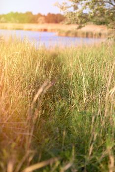 wild steppe on a summer day, Ukraine, Kherson region