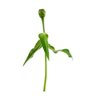 zinnia flower stalk with green leaves and unblown bud isolated on a white background, close up