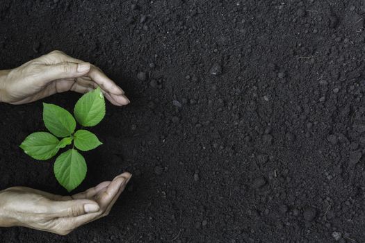 Human hands protecting green small plant for life and ecology concept.