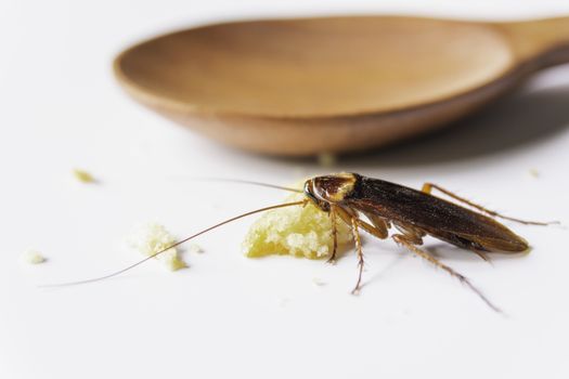 Cockroach eating whole wheat bread. Cockroach on the whole wheat bread on white background.