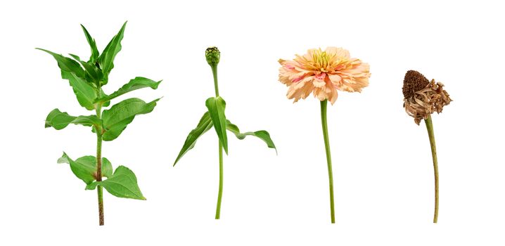 zinnia flower stalk with green leaves, flowering and wilted bud isolated on white background, close up, plant cycle