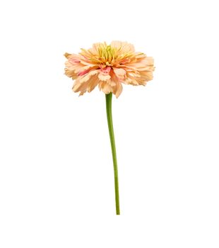 pink bud of blooming zinnia isolated on white background, close up