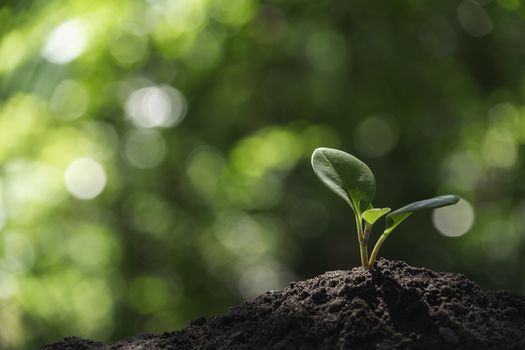 Seedling and plant growing in soil and copy space for insert text