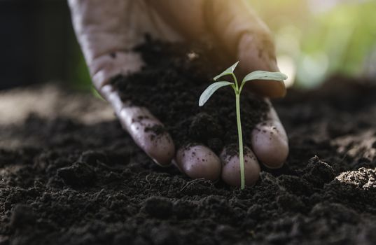 Seedling concept by human hand with young tree on nature background.