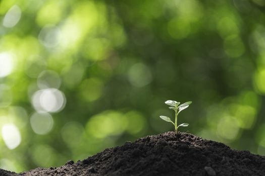 Seedling and plant growing in soil and copy space for insert text