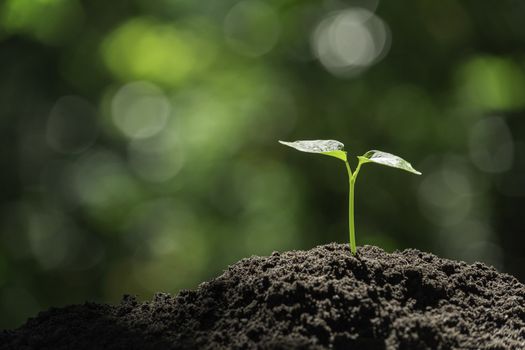Seedling and plant growing in soil and copy space for insert text
