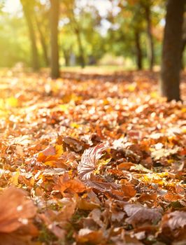 dry yellow maple leaves on the ground, selective focus, autumn city park with yellowed leaves on the trees in the sun, day