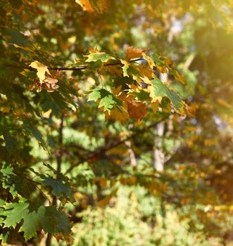 Maple branches with yellow and green leaves. Autumn city park with yellowed leaves on the trees in the sun, day 