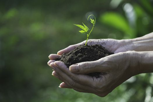Human hands holding green small plant for life and ecology concept.
