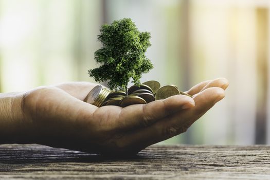 Human hands holding green small plant with coins for business and ecology concept.