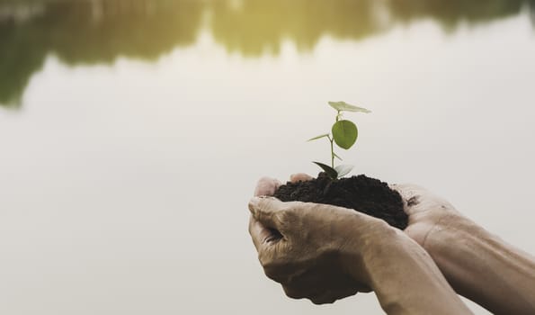 Hand holding a green and small plant. Green fresh plants on nature background.