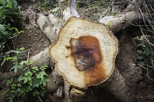 Dead Tree stump on grass. Old dead tree stump after a tree was cut down in the park.