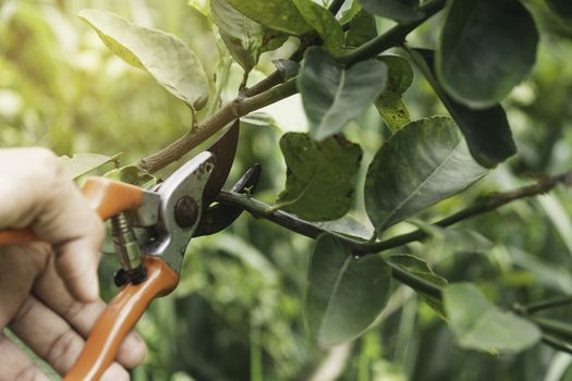 Gardener pruning trees with pruning shears on nature background.