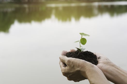 Human hands holding green small plant life concept. Ecology concept.