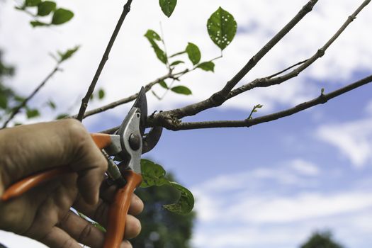 Gardener pruning trees with pruning shears on nature background.