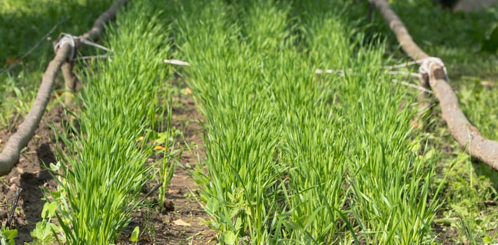 row of beds with stems in the garden