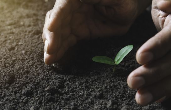 Hand protecting a green young plant with growing in the soil on nature background.