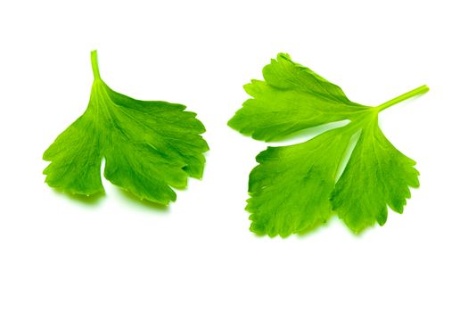 Green Celery leaves isolated on white background. Top view and close up of Celery leaves.