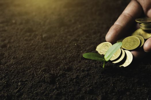 Seedling concept by human hand holding money coins with young tree on nature background.