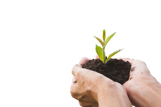 Hand holding a green and small plant. Green fresh plants isolated on white background.