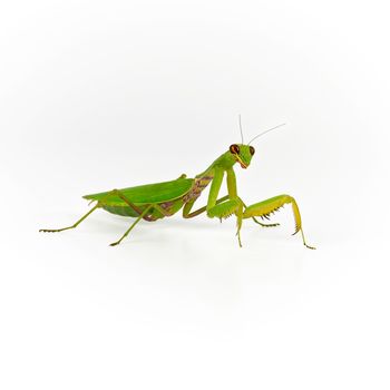  green mantis on a white background looks at the camera, close up