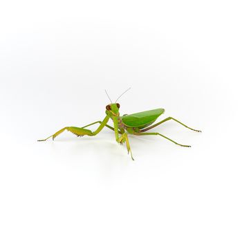 big green mantis on a white background, close up