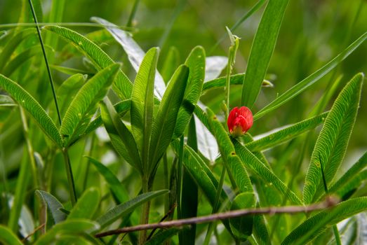 Small Red single flower surrounded with green leaves, red flower and a green background