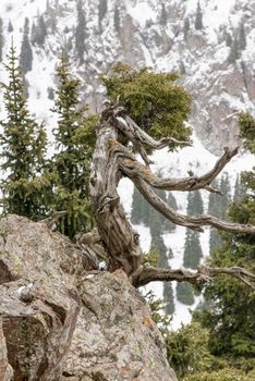 dried tree branch on a rock in the snowy mountains
