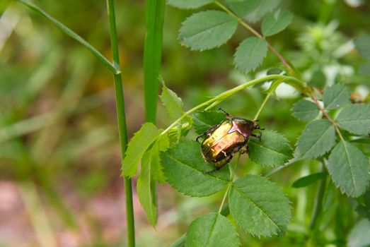 Colorful may beetle sitting on green leaves, spring bug