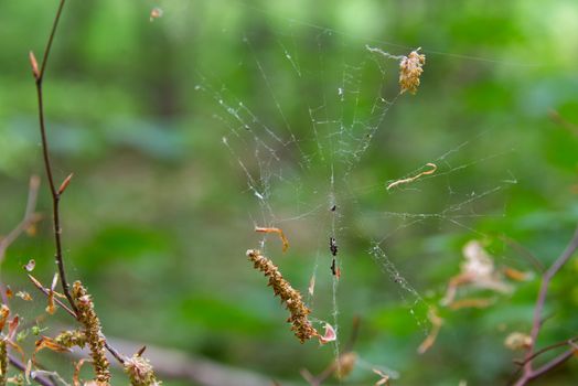 Spider web and a spider waiting to catch its prey, cobweb photo