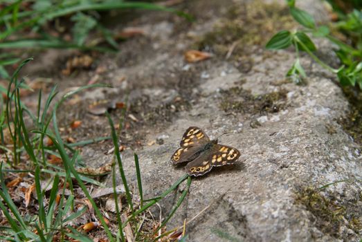 Butterfly with brown colored wings landed on a stone surface, Papilionoidea family insect