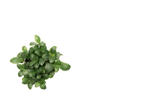 Green plant, green leave isolated on white background with copy space.