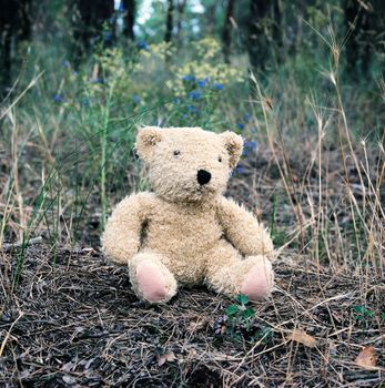 abandoned brown teddy bear sitting in the middle of the forest in the evening,  concept of loneliness