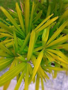 selective focus on green grass in the garden