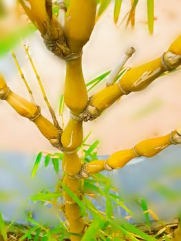 shallow depth of field of roots stem in garden