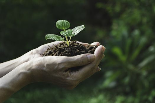 Human hands holding green small plant with copy space for insert text. Life and ecology concept.