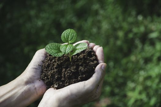 Human hands holding green small plant with copy space for insert text. Life and ecology concept.