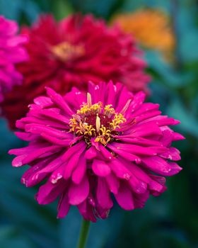 blooming pink flower Zinnia in the garden on a summer day, selective focus