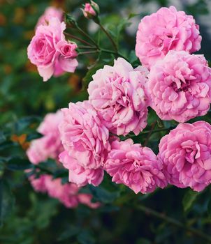 buds of pink blooming roses in the garden, green background, close up