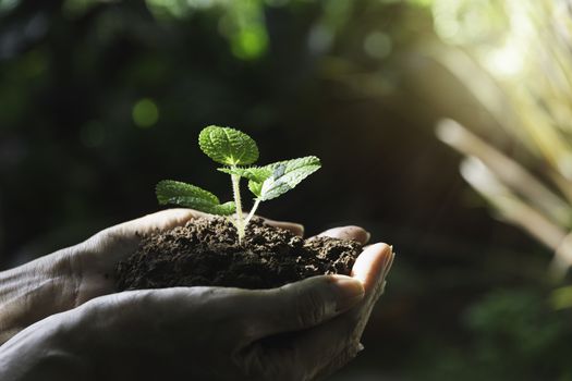 Human hands holding green small plant with copy space for insert text. Life and ecology concept.