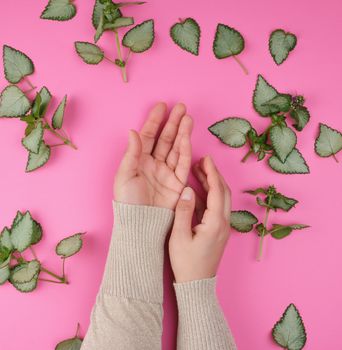 two female hands  and fresh green leaves of a plant on a pink background, top view. Concept of natural care cosmetics for skin against wrinkles and aging
