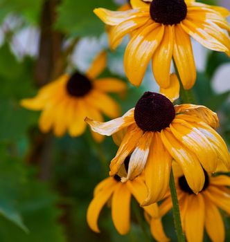 fading yellow Yellow rudbeckia , close up