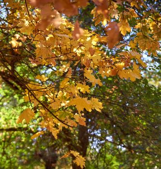 autumn city park with trees and dry yellow leaves , Ukraine Kherson