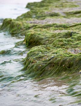 sandy seashore with green algae after a storm,  village of Zalizny Port Ukraine