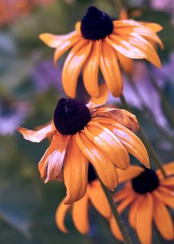 fading yellow Yellow rudbeckia , close up