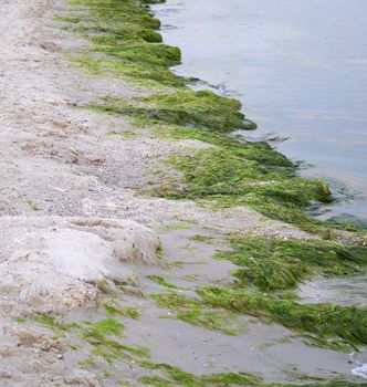 sandy seashore with green algae after a storm, the village of Zalizny Port Ukraine